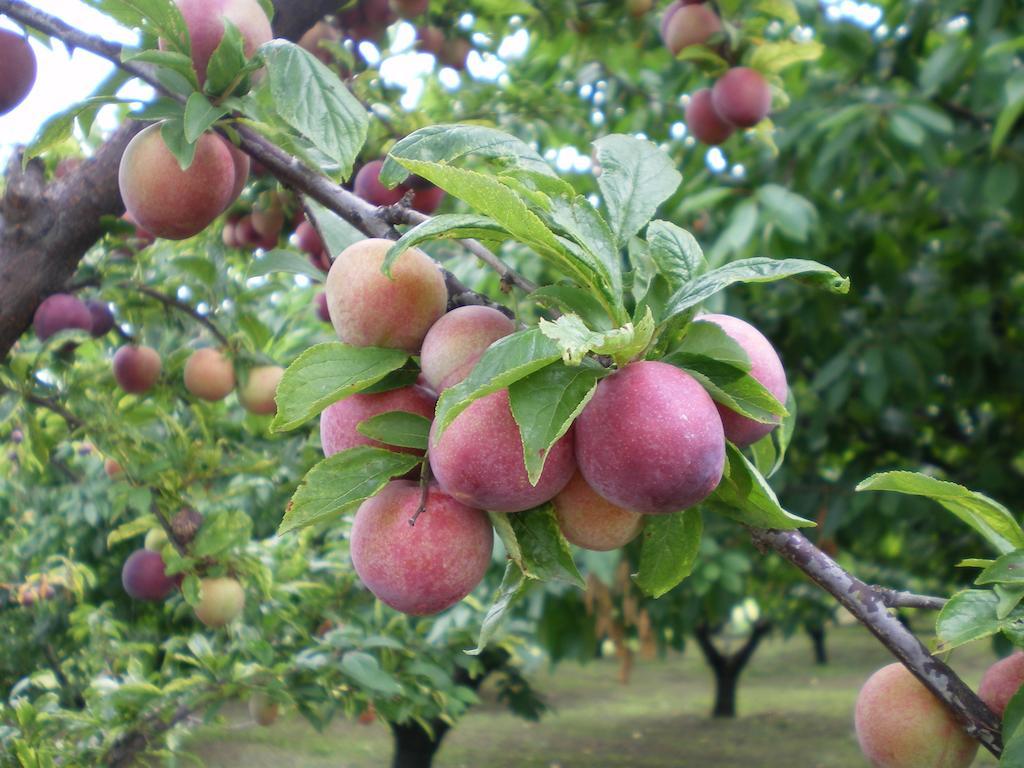 Tenuta Fortelongo Fara Vicentino エクステリア 写真