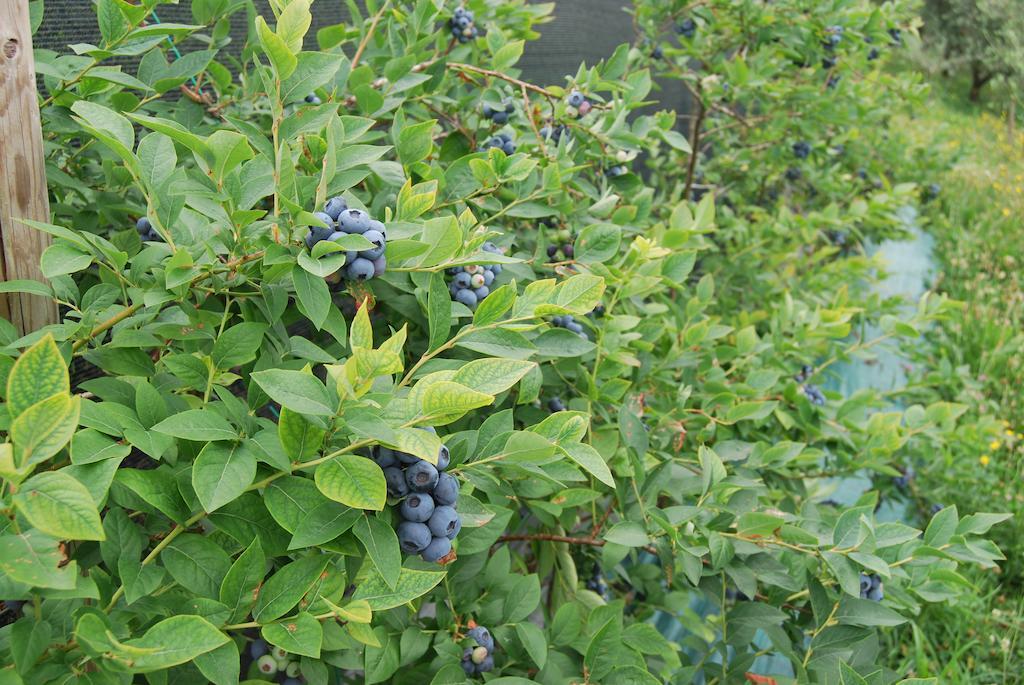 Tenuta Fortelongo Fara Vicentino エクステリア 写真