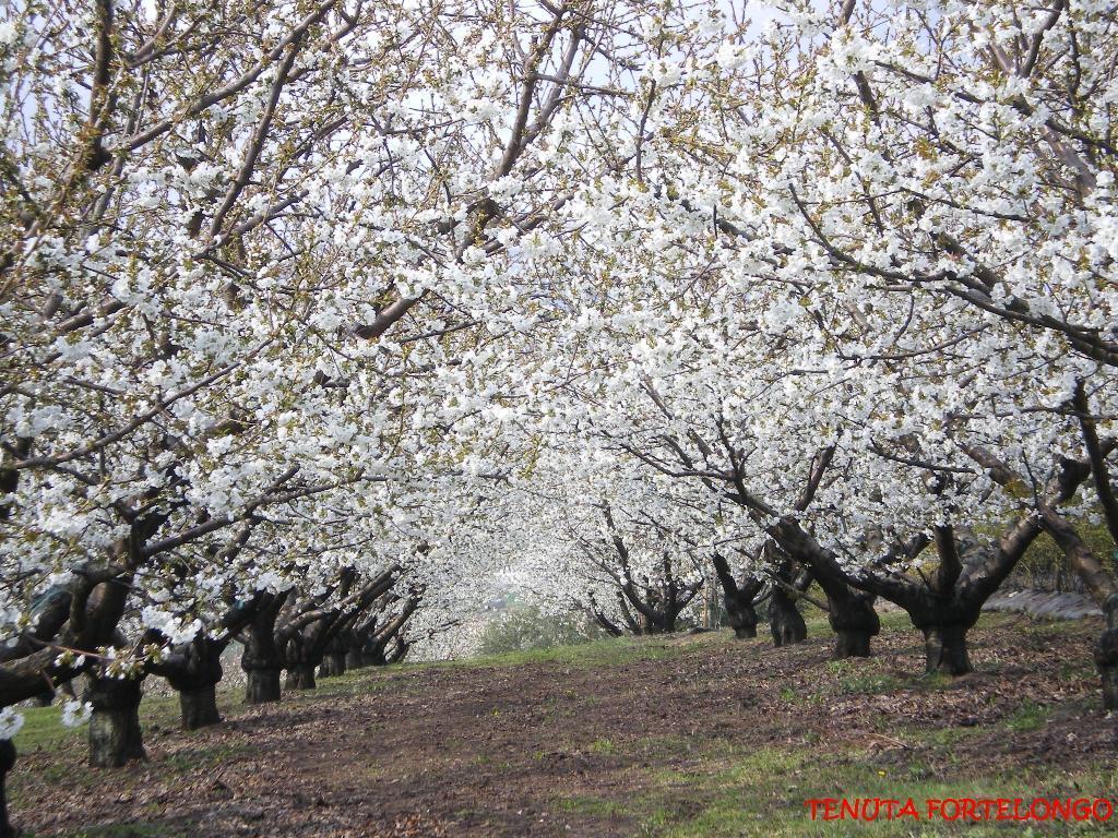 Tenuta Fortelongo Fara Vicentino エクステリア 写真