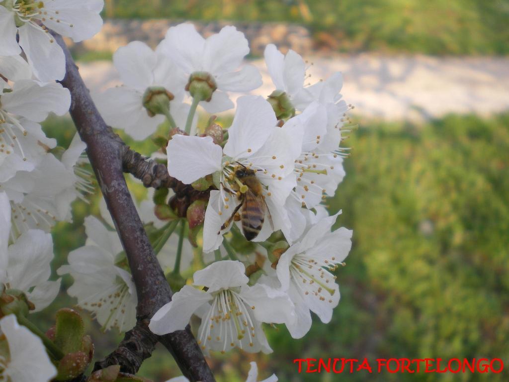 Tenuta Fortelongo Fara Vicentino エクステリア 写真