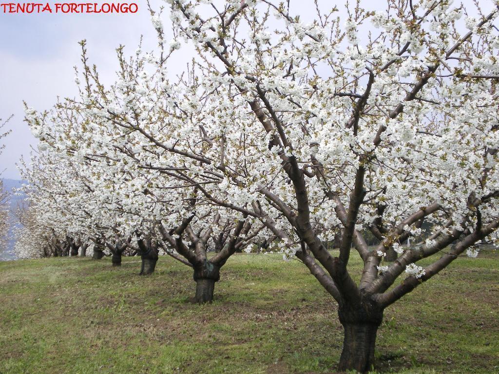 Tenuta Fortelongo Fara Vicentino エクステリア 写真