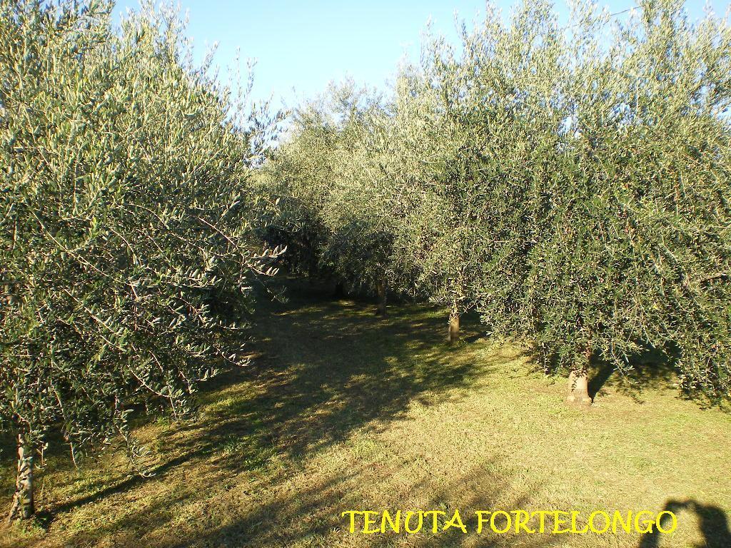 Tenuta Fortelongo Fara Vicentino エクステリア 写真