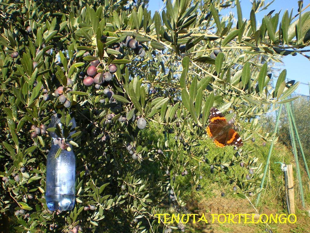 Tenuta Fortelongo Fara Vicentino エクステリア 写真