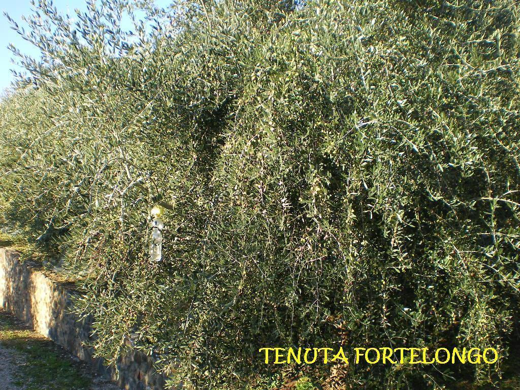 Tenuta Fortelongo Fara Vicentino エクステリア 写真