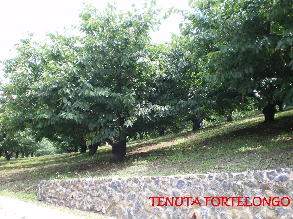 Tenuta Fortelongo Fara Vicentino エクステリア 写真